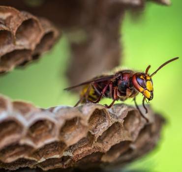 Hornets and Bees Control