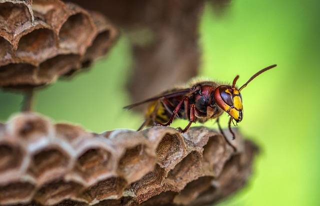 Hornets and Bees Control