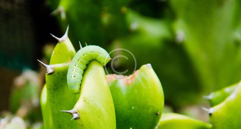 Lawn Grubs Removal